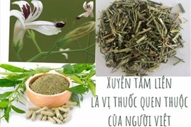 Uống xuyên tâm liên 5 ngày, bệnh nhân COVID-19 Thái Lan hết các triệu chứng