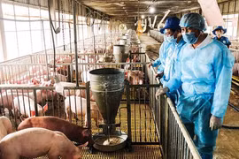 Bộ NN-PTNT đề nghị cấp bách lưu thông hàng hoá