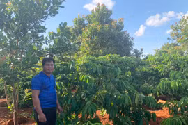 Cựu chiến binh Đức Cơ giúp nhau an cư lạc nghiệp