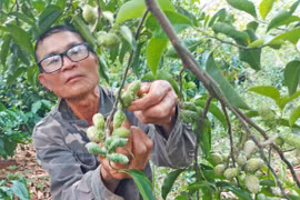 Khấp khởi mùa dổi chín