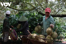 Siết chặt lao động ngoại tỉnh tới Đắk Lắk khi vào mùa của loại quả "hái ra tiền"