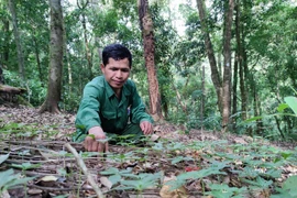 Kon Tum: Một ngôi làng nghèo bỗng dưng có nhiều tỷ phú nhờ trồng loài cây "báu vật" này