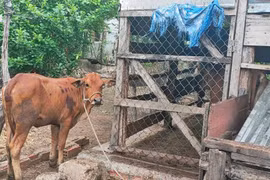 Ayun Pa: 6 xã, phường có dịch bệnh viêm da nổi cục trên trâu, bò