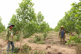 Chư Pưh đẩy mạnh giao khoán quản lý, bảo vệ rừng