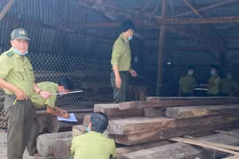 Phát hiện hơn 25 m3 gỗ tại Kbang: Nhiều tình tiết bất thường