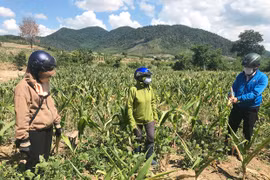 Đông Trường Sơn hạn hán gây thiệt hại vụ mùa
