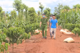 Bắt giữ thanh niên chặt phá cây trồng