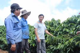 Đak Đoa đẩy mạnh tái cơ cấu ngành nông nghiệp