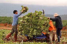 Lâm Đồng: Xót xa nông dân vứt bỏ rau, hoa vì càng bán càng lỗ nặng