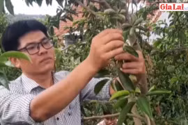 Sơ Pai mùa dổi chín