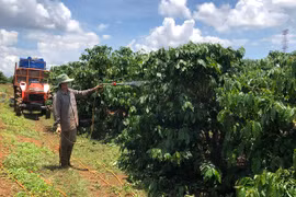 Chủ động phòng ngừa sinh vật gây hại cây trồng