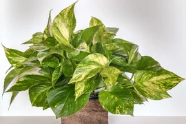 Lý do nên trồng ít nhất một cây cảnh trong nhà