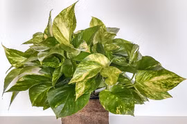 Lý do nên trồng ít nhất một cây cảnh trong nhà