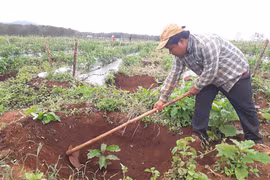 Đak Đoa: Nhiều diện tích cao su, hồ tiêu chuyển sang trồng cà phê