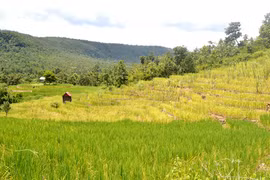 Ruộng bậc thang ở Gia Lai