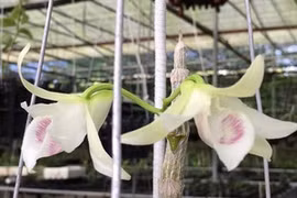 Giỏ hoa lan 6,8 tỷ ở Đà Nẵng