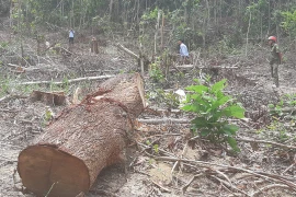 Thiếu quản lý, rừng phòng hộ bị phá nát