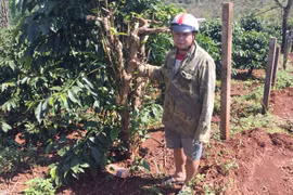 Ia Grai: Điều tra vụ chặt phá hàng chục cây cà phê