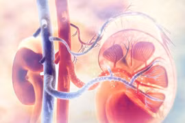 Chuyên gia chỉ 4 cách giúp duy trì sức khỏe thận lâu dài