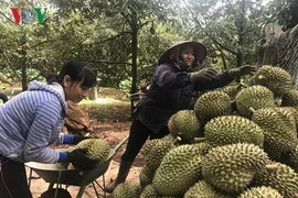 Đắk Lắk: Sầu riêng được mùa, giá cao kỷ lục