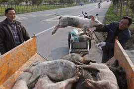 Dịch tả heo châu Phi không có khái niệm chữa trị