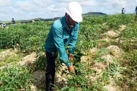 Gia Lai: Phòng trừ bệnh khảm lá vi rút trên cây mì