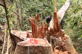 Bắt 2 kiểm lâm liên quan vụ "thảm sát" rừng lim cổ thụ