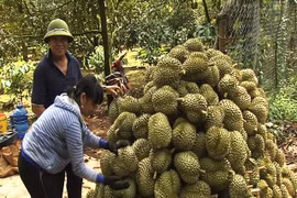 Giá sầu riêng cao ngất, bảo kê đe dọa thương lái, ép nông dân