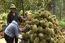 Giá sầu riêng cao ngất, bảo kê đe dọa thương lái, ép nông dân