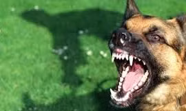 Bé trai 4 tuổi bị chó cắn trọng thương ở cổ