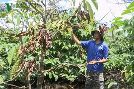 Người trồng cà phê ở Gia Lai "khóc ròng" vì mưa