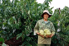 Thu nhập khá nhờ chuyển đổi từ hồ tiêu sang na Thái