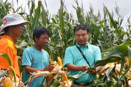 Trồng bắp sinh khối: Nhiều triển vọng