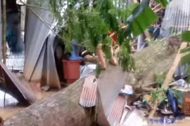 Cây ngã đè chết hai mẹ con đang ngủ