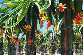 Bầu Đức chào bán hơn 87 triệu cổ phiếu để lấy tiền trả nợ