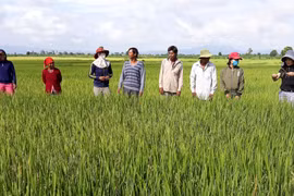 Ia Pa: Hội thảo đầu bờ "Mô hình sản xuất giống lúa xác nhận ML48"