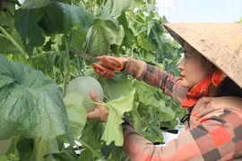 Cô gái làm giàu từ trồng dưa lưới