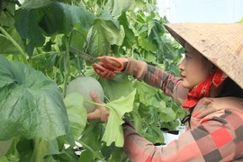 Cô gái làm giàu từ trồng dưa lưới