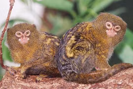 Thư giãn cuối tuần với ảnh động vật biểu cảm cực hài