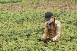 Chư Prông: Mất mùa đậu do mưa dầm