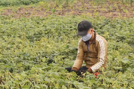 Chư Prông: Mất mùa đậu do mưa dầm