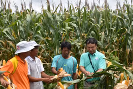 Tổng kết mô hình hỗ trợ nông dân trồng bắp sinh khối