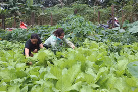 Mỗi hộ một vườn rau xanh và cây ăn trái