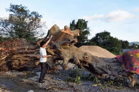 'Chảy máu' cổ thụ Tây nguyên
