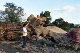 'Chảy máu' cổ thụ Tây nguyên