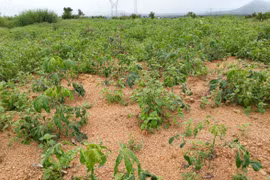 Chư Pưh: Xuất hiện bệnh khảm lá vi rút hại mỳ