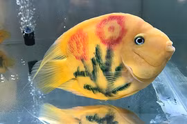 Cá xăm mình - thú chơi mới của người Sài Gòn