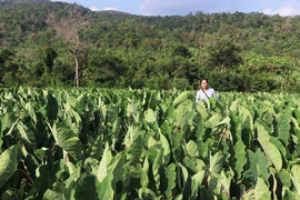 Trồng khoai môn sáp thu lãi lớn