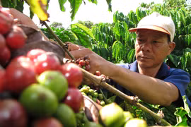 Giá càphê thấp kỷ lục, chưa vào vụ mới nhà nông đã lo thua lỗ