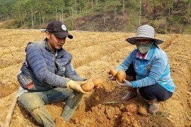 Sốc: 578 tấn khoai tây Trung Quốc nhập về Đà Lạt chỉ trong 90 ngày